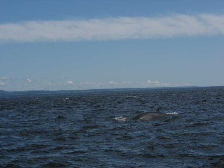 Baleines 017.JPG
